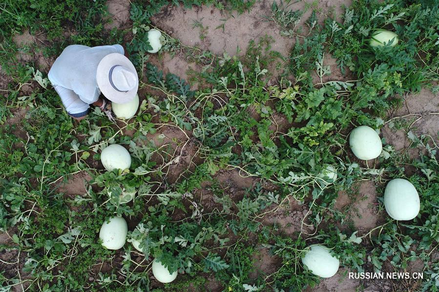 Выращивание белых дынь принесло достаток жителям на севере Китая