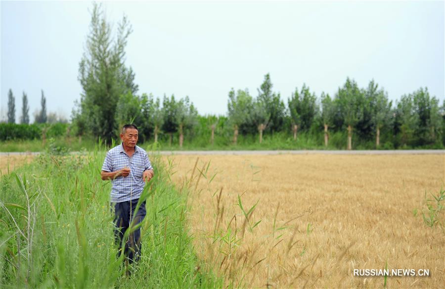 Внутренняя Монголия стала одной из главных баз зернового производства в Китае