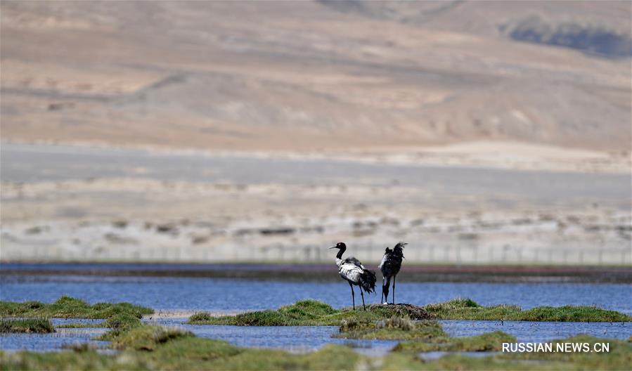 Черношейные журавли выводят птенцов на Тибетском нагорье