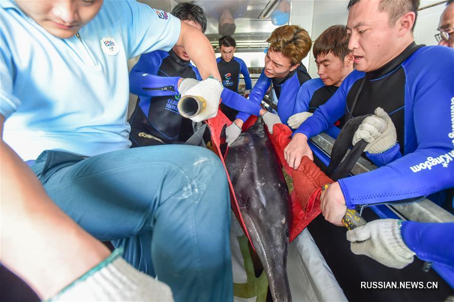 Застрявшего на мелководье дельфина после двухмесячного лечения выпустили в море 