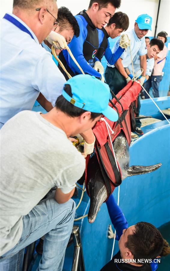 Застрявшего на мелководье дельфина после двухмесячного лечения выпустили в море 