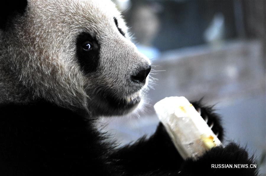 Обитатели Шанхайского зоопарка спасаются от жары 