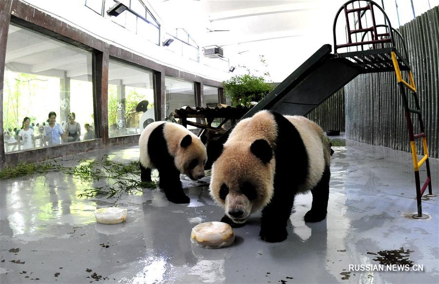 Обитатели Шанхайского зоопарка спасаются от жары 