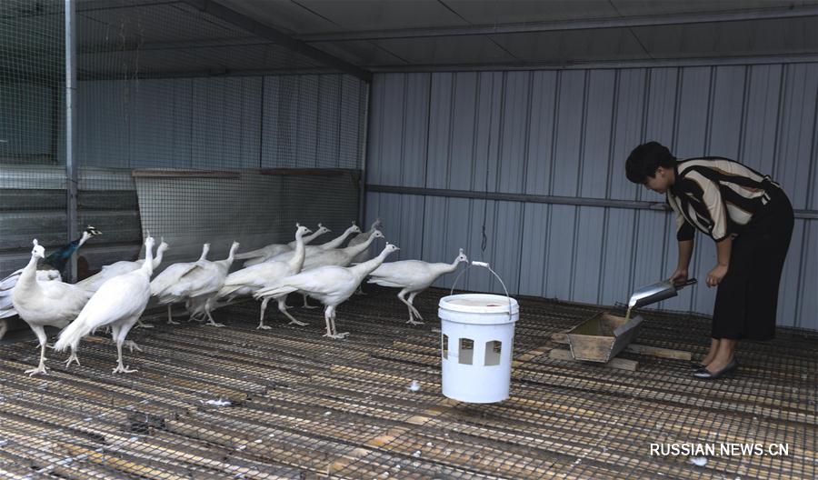 Павлинья ферма в провинции Хэбэй