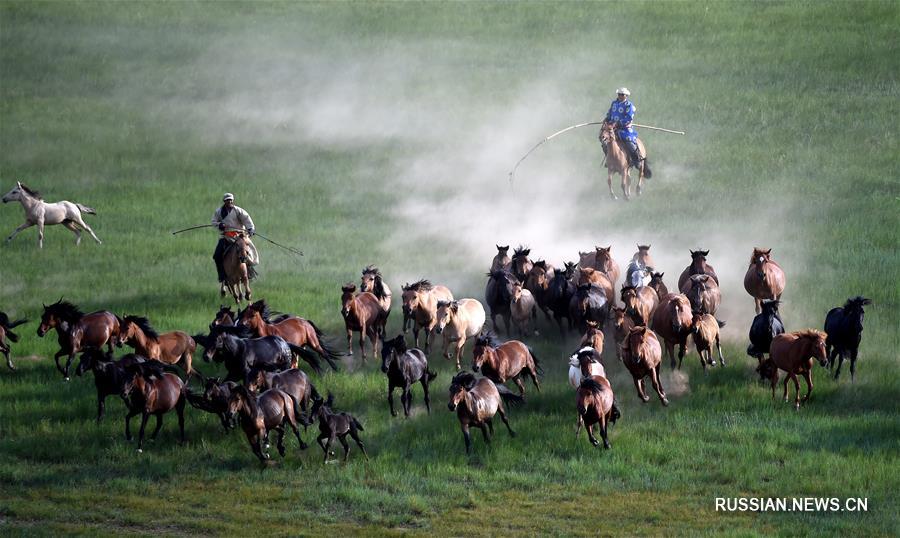 Во Внутренней Монголии принимаются активные меры по восстановлению поголовья монгольских лошадей