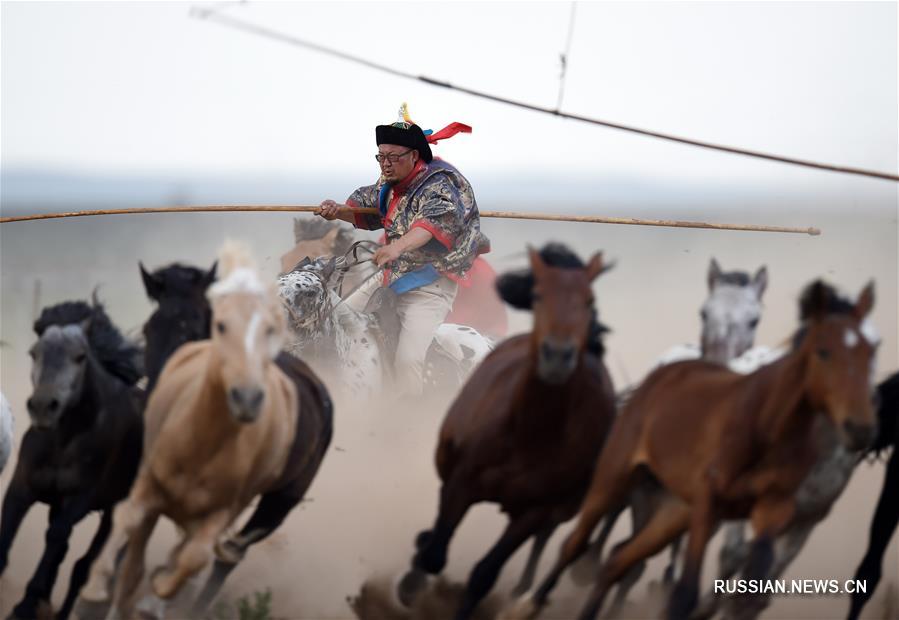 Во Внутренней Монголии принимаются активные меры по восстановлению поголовья монгольских лошадей