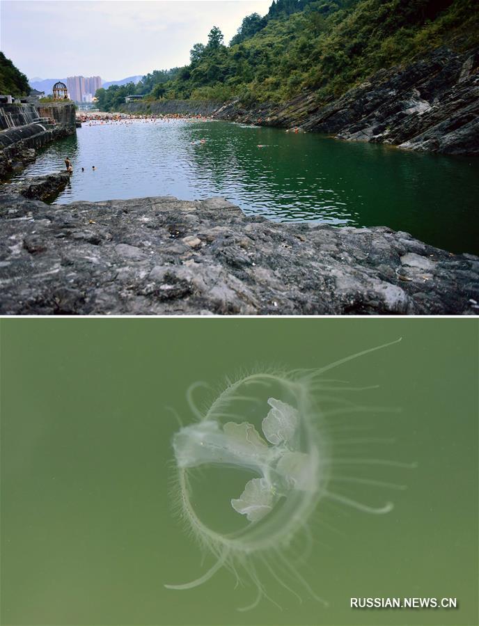 В природном парке в провинции Хубэй замечены пресноводные медузы
