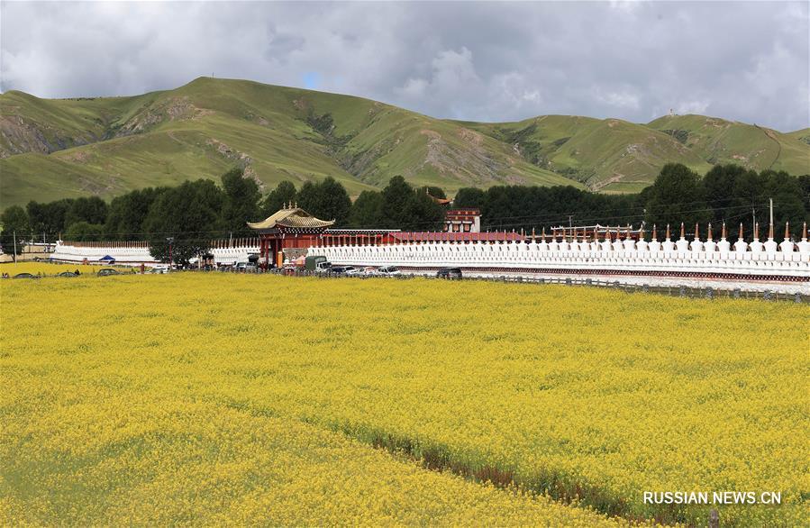 Золотые рапсовые поля в горном уезде провинции Сычуань