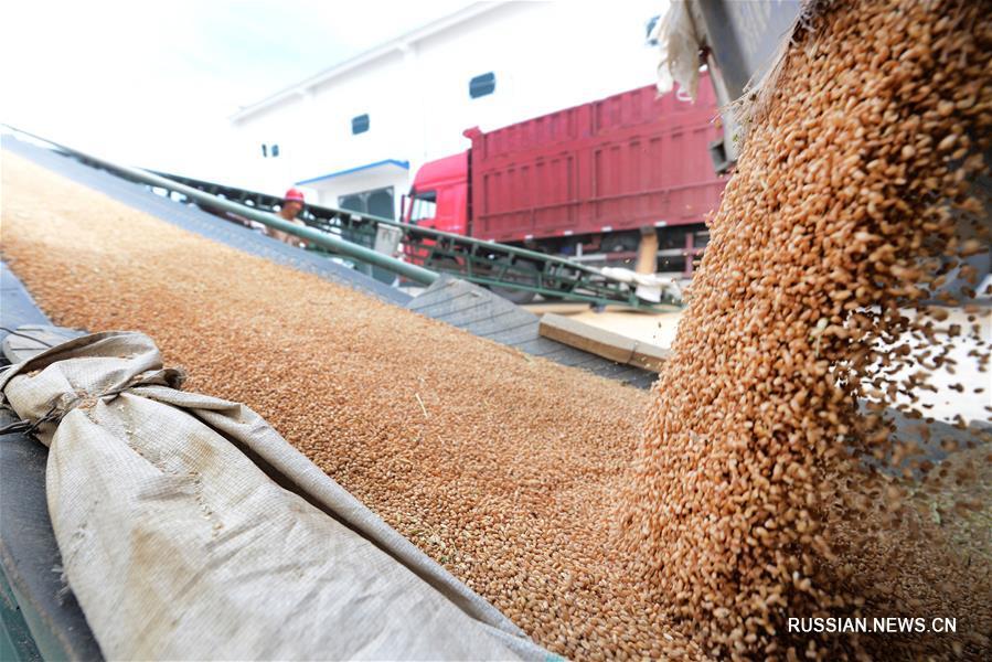Уборка урожая пшеницы в Синьцзян-Уйгурском АР