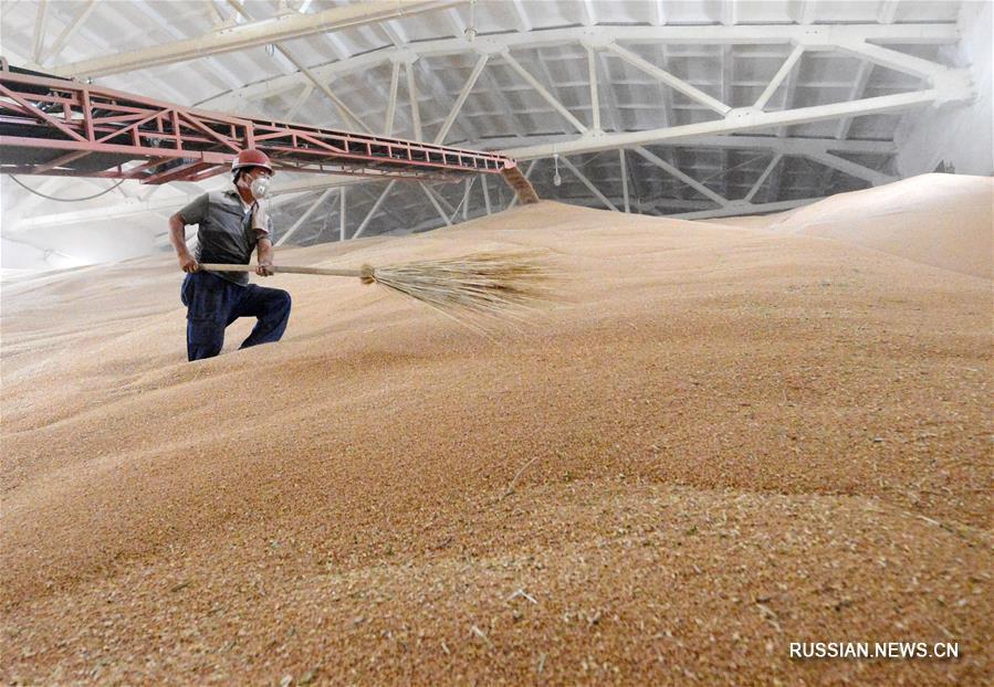Уборка урожая пшеницы в Синьцзян-Уйгурском АР