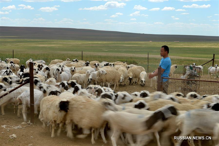 Политика экосубсидий помогает восстановить экологию степей Внутренней Монголии