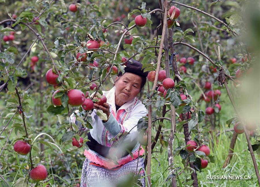 Фруктовые сады стали основой благополучия фермеров в уезде Фуминь провинции Юньнань