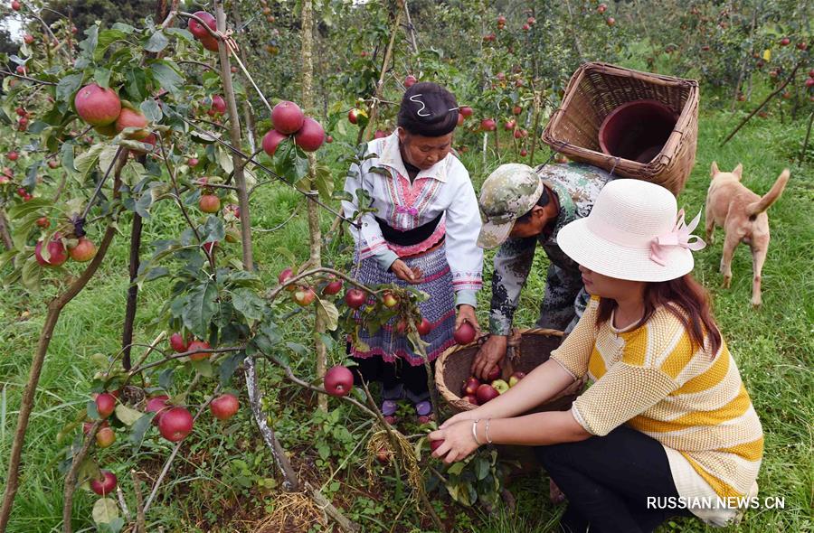 Фруктовые сады стали основой благополучия фермеров в уезде Фуминь провинции Юньнань
