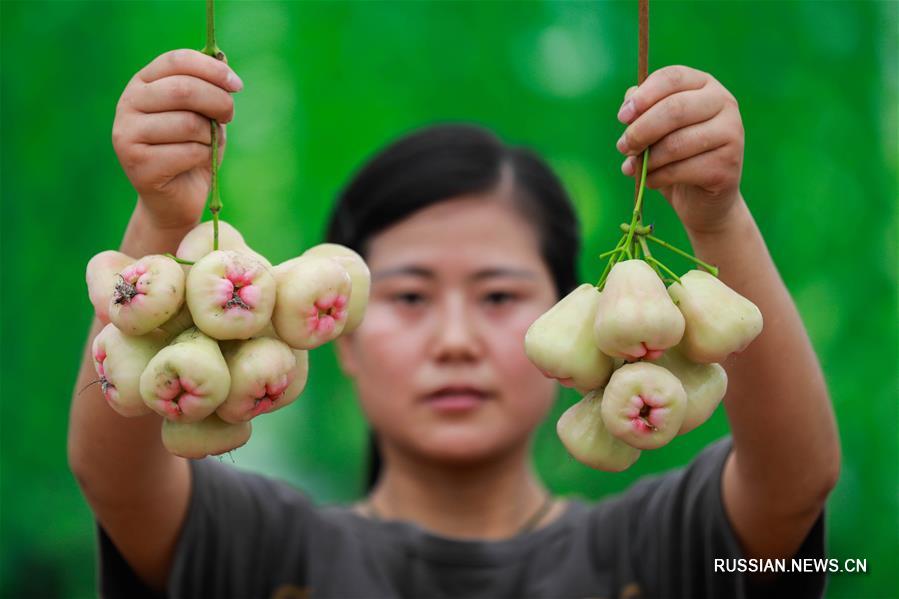 Тропические фрукты выращиваются в хозяйствах провинции Цзянсу