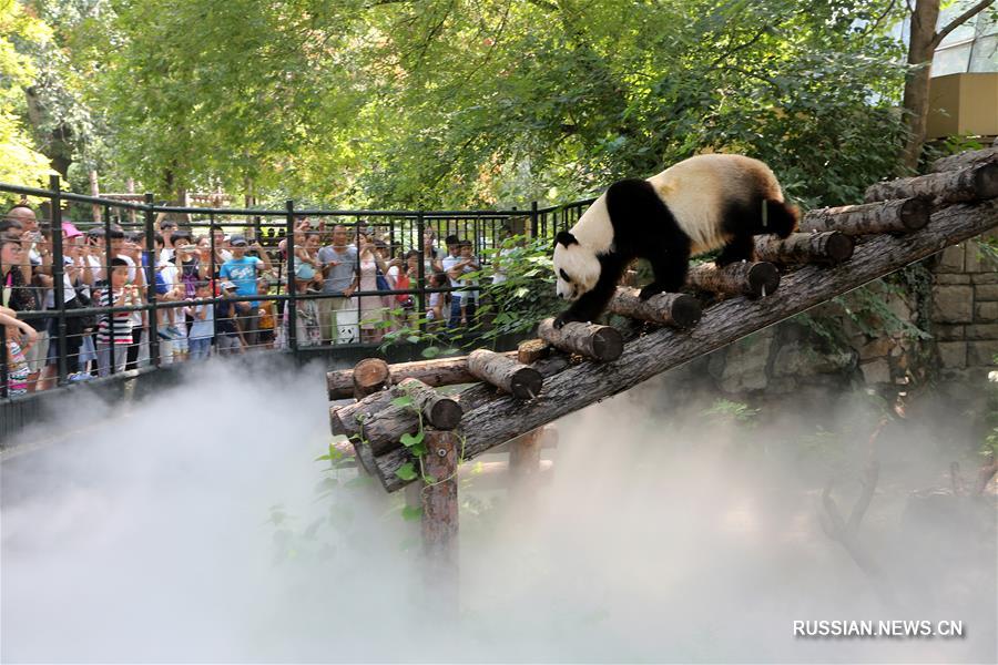 Прохлада для панды в Пекинском зоопарке