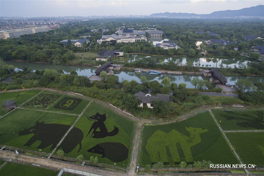 "Зоопарк" на рисовых полях в Ханчжоу