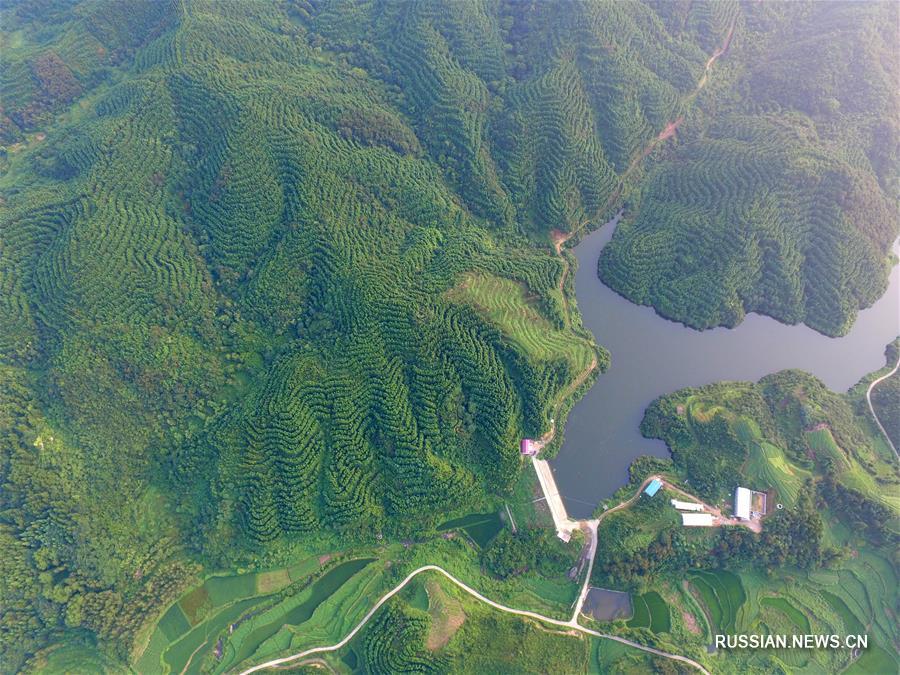 В уезде Синьсянь провинции Хэнань зольные отвалы превращаются в зеленые леса