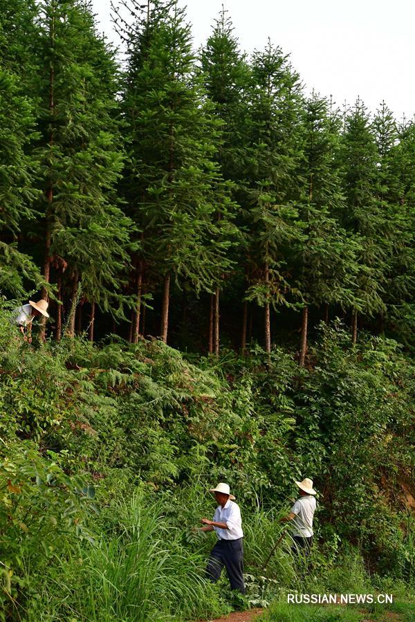 В уезде Синьсянь провинции Хэнань зольные отвалы превращаются в зеленые леса