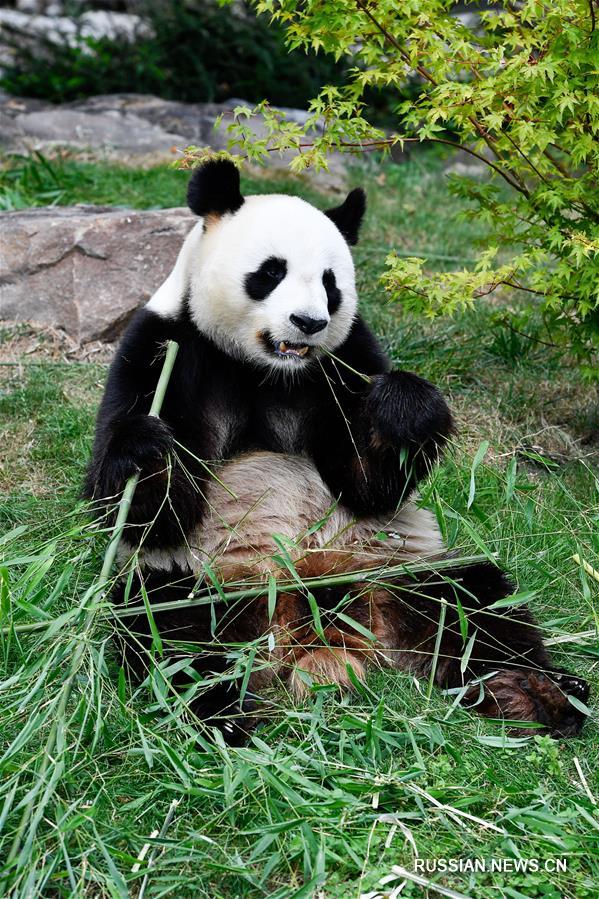 У живущей во Франции панды Хуань Хуань скоро появятся детеныши
