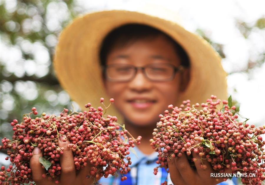 Сбор цветочного перца в провинции Ганьсу
