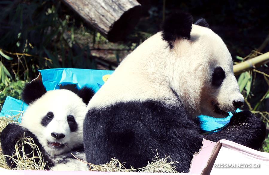 Панды-близнецы из венского зоопарка отметили первый день рождения