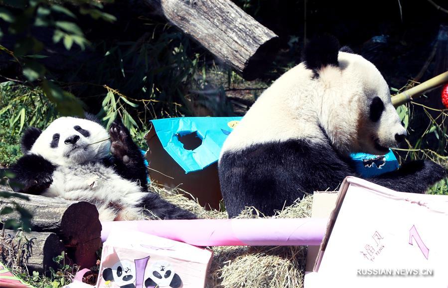 Панды-близнецы из венского зоопарка отметили первый день рождения