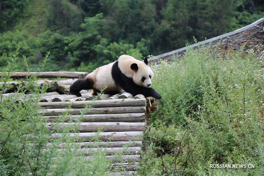 Панды из заповедника "Волун" остались невредимыми после землетрясения в Цзючжайгоу 