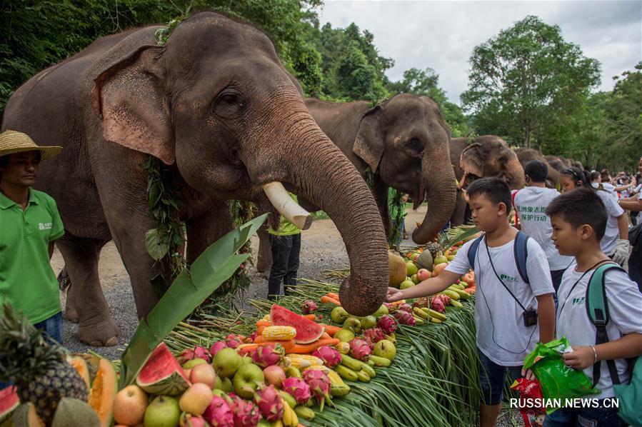 В провинции Юньнань отметили Всемирный день слонов
