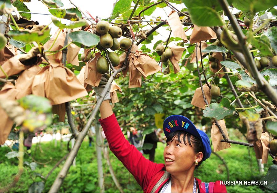 Выращивание киви в горных уездах провинции Гуйчжоу