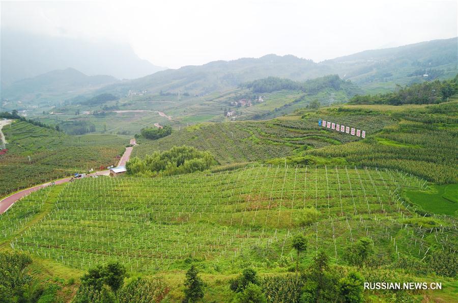 Выращивание киви в горных уездах провинции Гуйчжоу