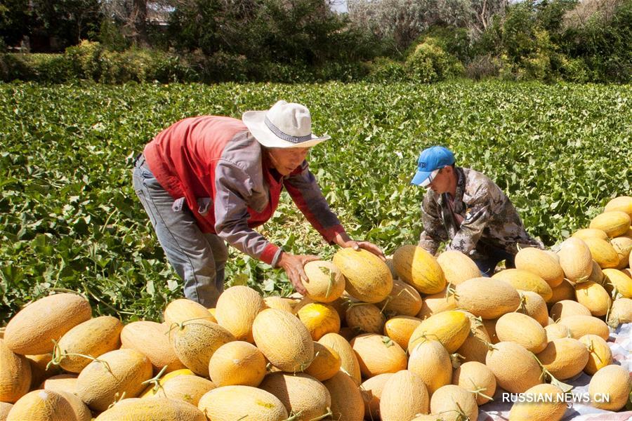 В поселке Саньтанху собирают урожай позднеспелых хамиских дынь