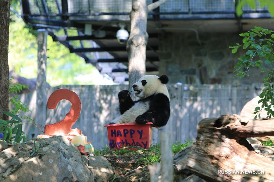 В США отметили день рождения панды Бэйбэй