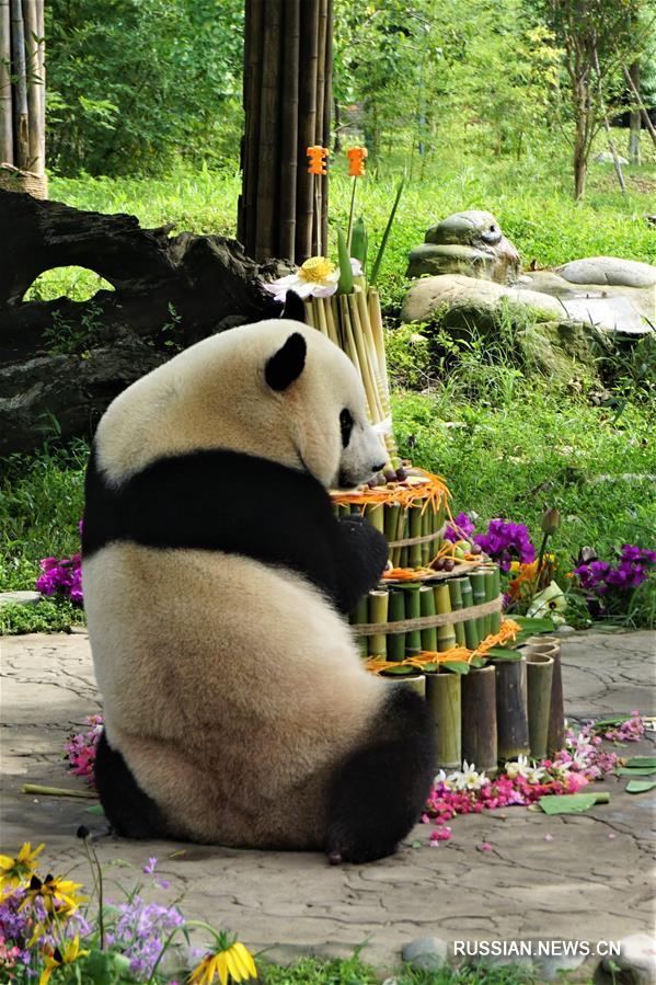 Рожденная в США панда Бао Бао отметила свой четвертый день рождения 