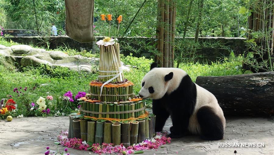Рожденная в США панда Бао Бао отметила свой четвертый день рождения 