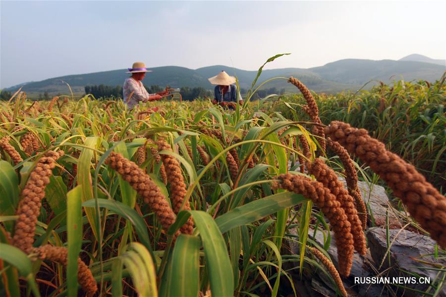 Конец лета -- пора забот у китайских фермеров