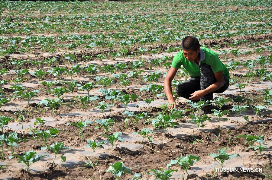 Выращивание необычных овощных культур помогает фермерам из Внутренней Монголии справиться с бедностью