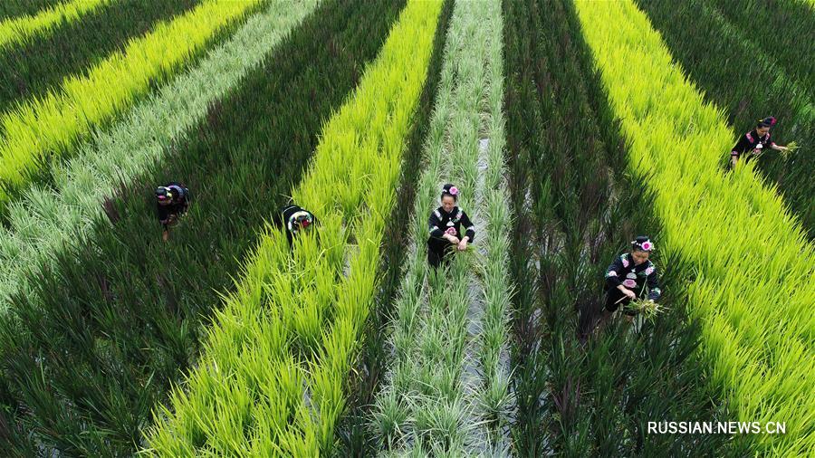 Пестрая ткань рисовых полей в провинции Гуйчжоу
