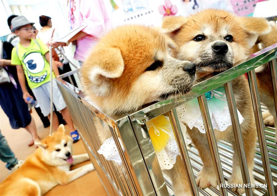 В Шанхае открылась 20-я азиатская выставка домашних животных