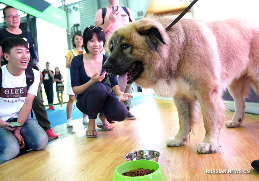 В Шанхае открылась 20-я азиатская выставка домашних животных
