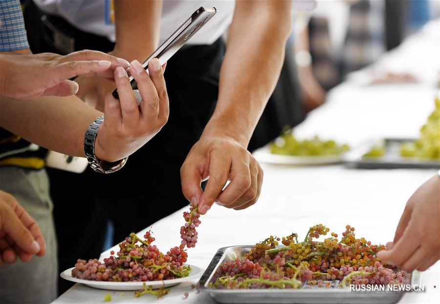На фестивале в Синьцзяне представили 216 сортов винограда
