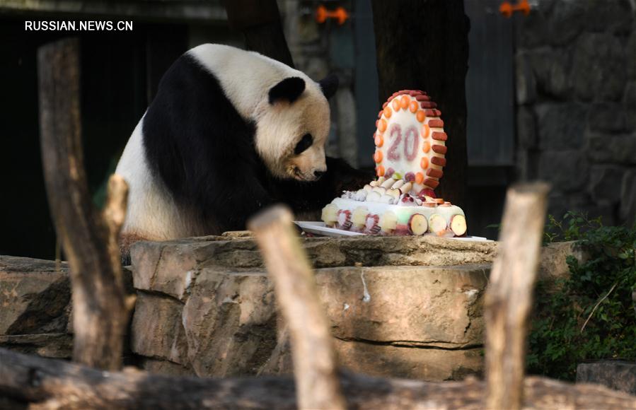 В США отметили день рождения панды Тяньтянь 