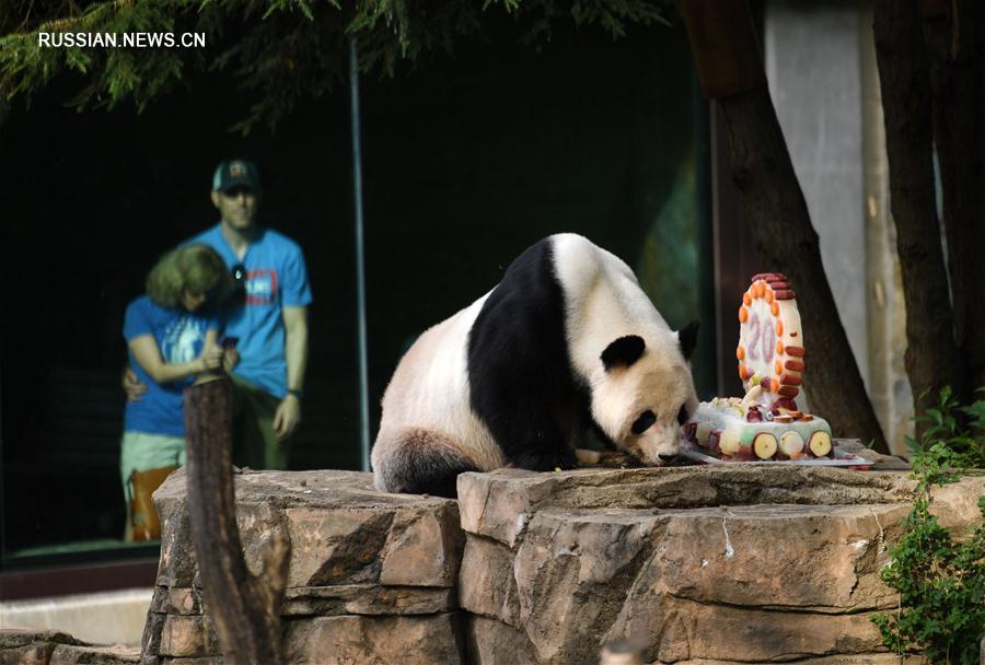 В США отметили день рождения панды Тяньтянь 