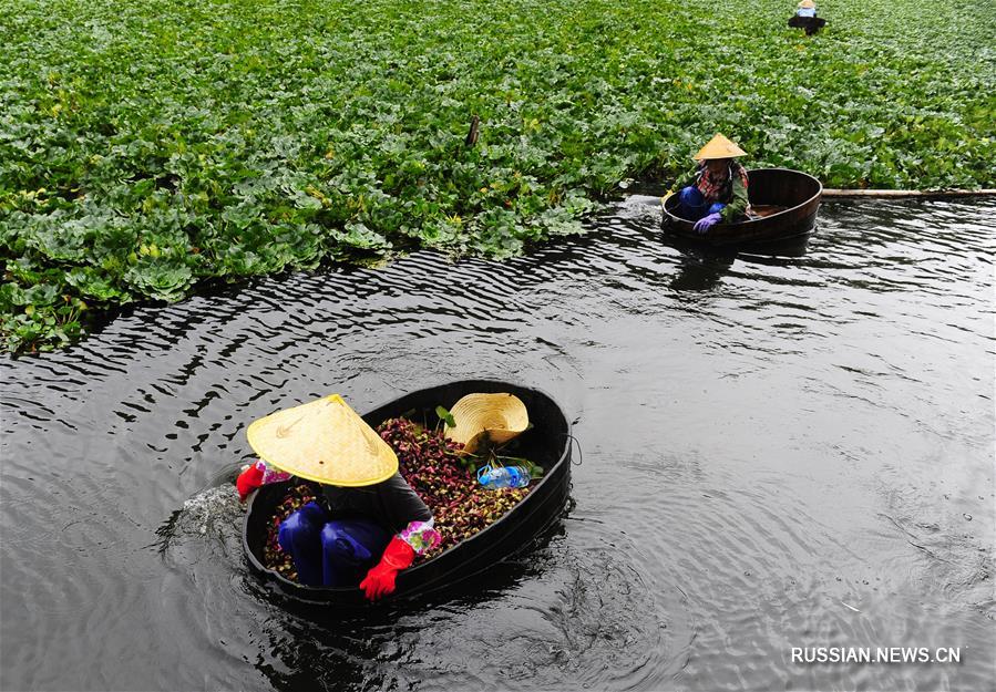 Ранняя осень -- пора водяных орехов в провинции Цзянсу
