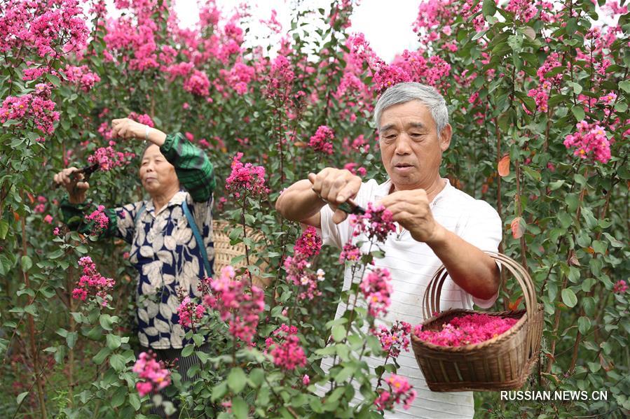 Выращивание цветов в провинции Сычуань