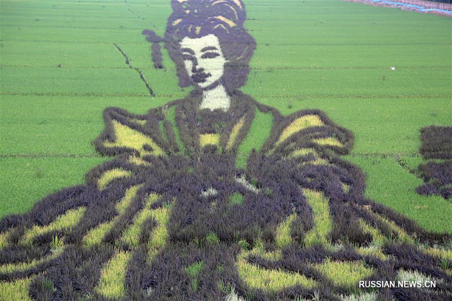Красавица прошлого на рисовых полях в провинции Хэбэй