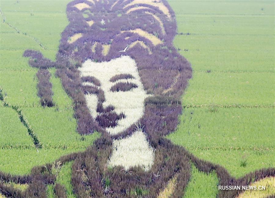 Красавица прошлого на рисовых полях в провинции Хэбэй