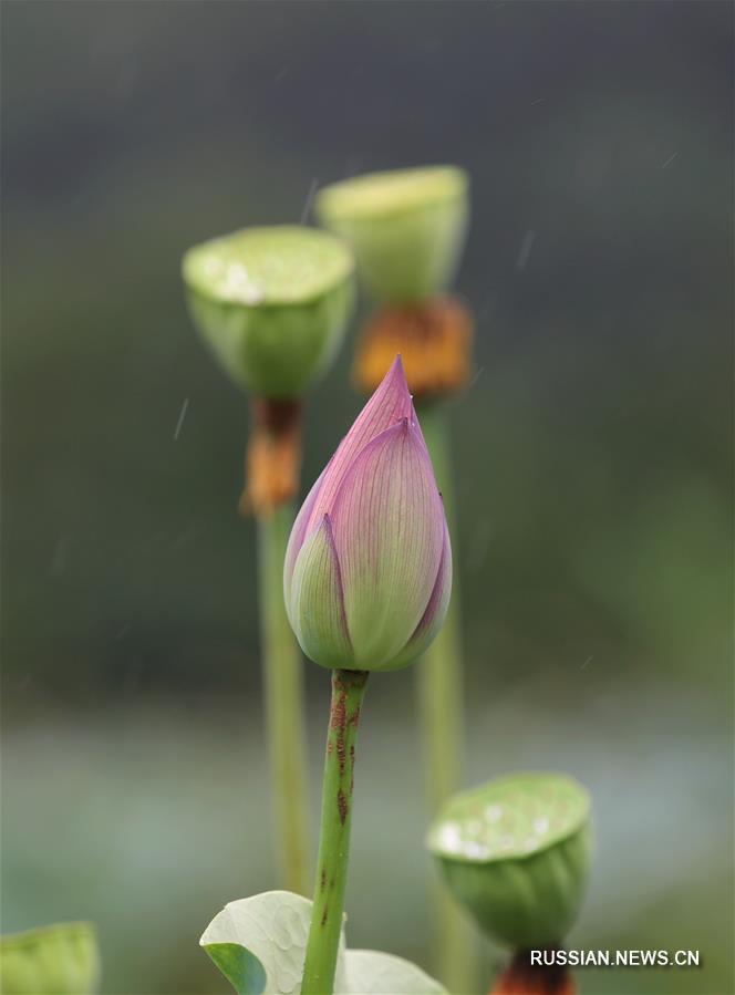 Цветы лотоса под осенним дождем