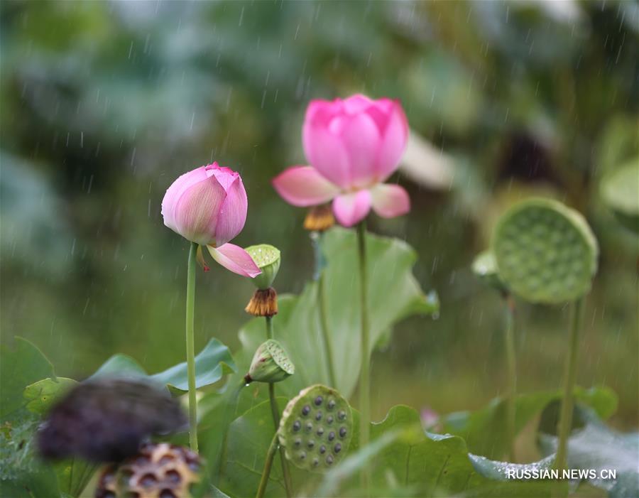 Цветы лотоса под осенним дождем