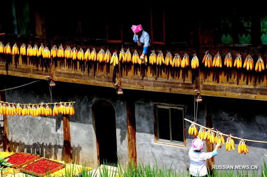 Сушка осеннего урожая в чжуанской деревне