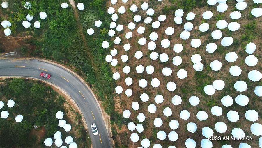 Зонтики для урожая в провинции Шэньси